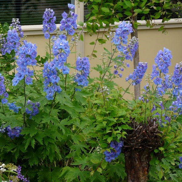 Blauer Rittersporn im Garten