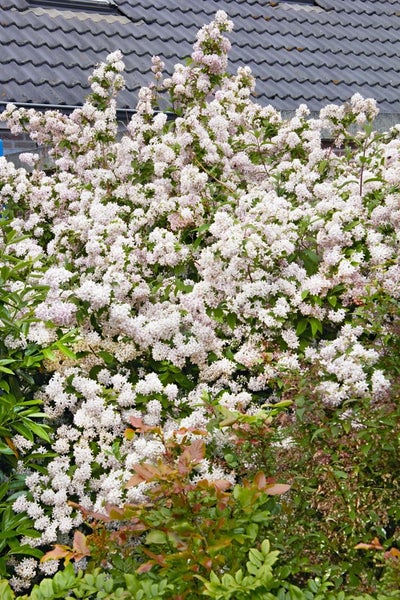 Deutzia 'Mont Rose', Maiblumenstrauch, rosa Blüten, 60–100 cm