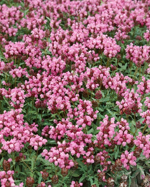 Prunella grandiflora, Großblütige Braunelle, violett, ca. 9x9 cm Topf