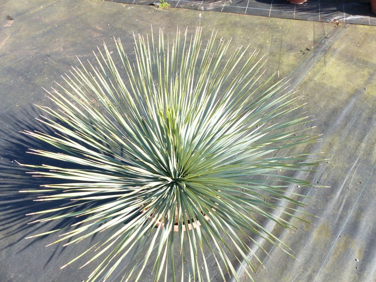 Yucca rostrata im Topf, Draufsicht, strahlenförmig angeordnete, schmale, spitze Blätter.