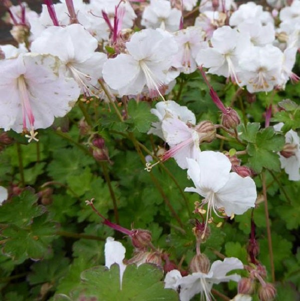Nahaufnahme von weissen Storchschnabelblüten