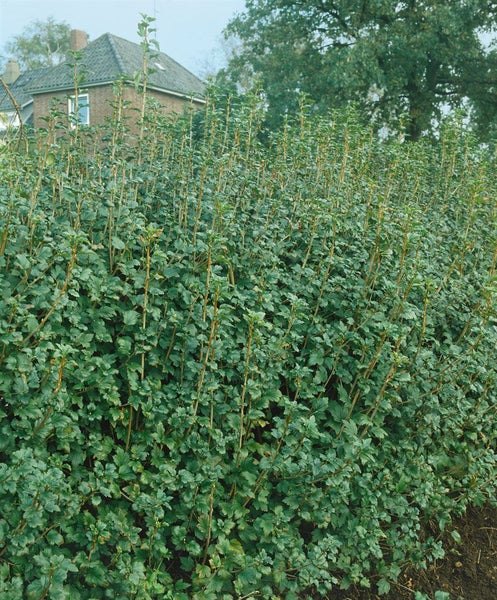 Ribes alpinum, Alpen-Johannisbeere, 60–100 cm