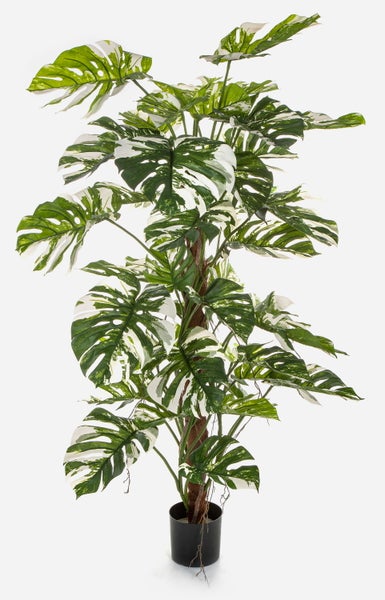 Kunstpflanze Philodendron Monstera Deliciosa Variegata MEBSUTA, grün-weiß, 160cm - Deko Philodendron