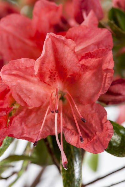 Rhododendron obt. 'Geisha Orange', orange Blüten, 15–20 cm