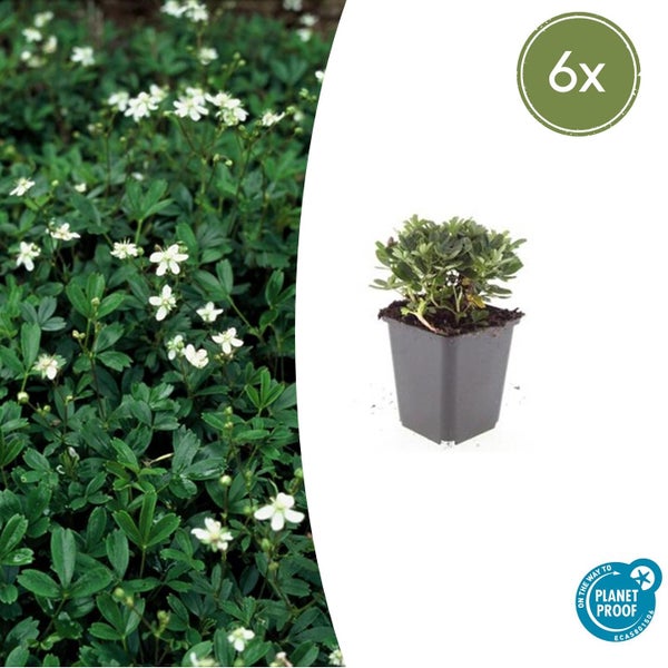 Bodendecker mit kleinen weißen Blüten im Sechser-Pack, Planet Proof Zertifizierung für nachhaltige Produktion.