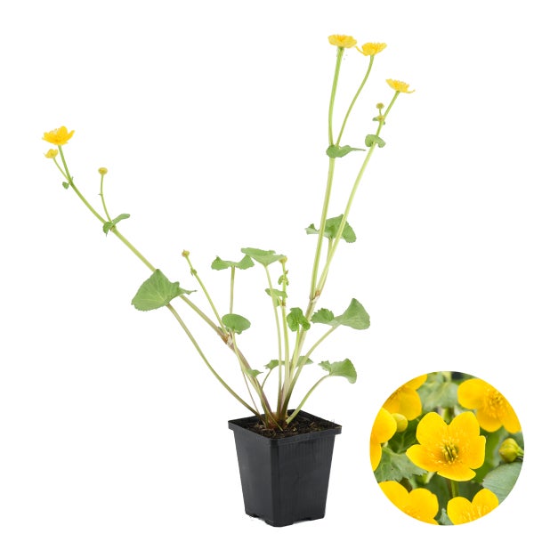 Caltha Palustris – Ringelblume – Teichpflanze – Pflegeleicht – Zone 1-2 – ⌀09 cm – ↕15-25 cm