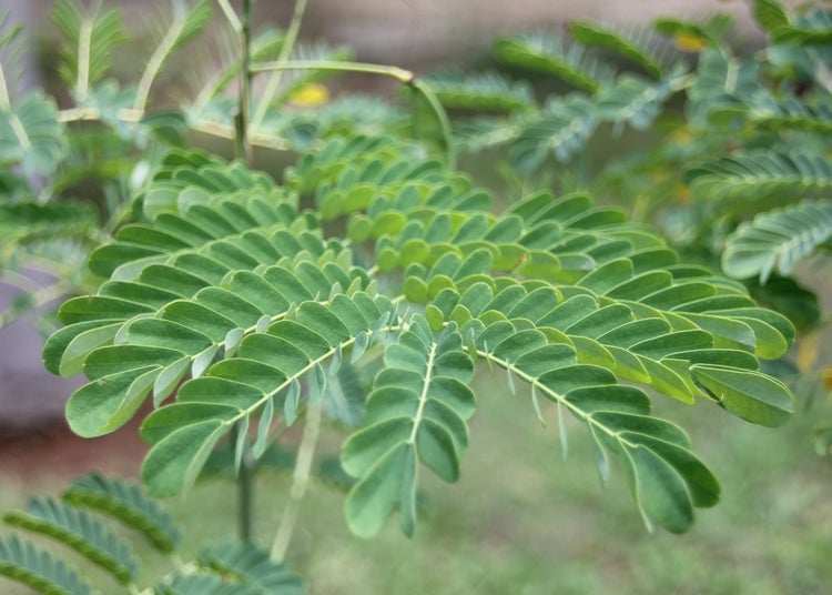 SAFLAX Garden to go - Winterharter Pfauenstrauch - Caesalpinia gillesii X spinosa - 10 Samen - Mit Topf, Klima - Deckel und Anzuchtsubstrat