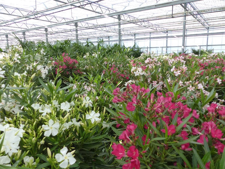 Blühende Oleander-Pflanzen in einem hellen Gewächshaus mit Metalldachkonstruktion.