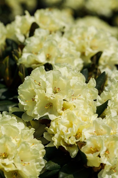 Rhododendron yakushimanum 'Millenium Gold', gelb, 40–50 cm