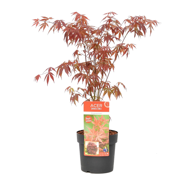 Bloomique - Acer Palmatum Atropurpureum - Japanischer Ahorn - Buntes Laub - Gartenpflanzen - Winterhart - 50-70 cm Hoch - Topf 19 cm