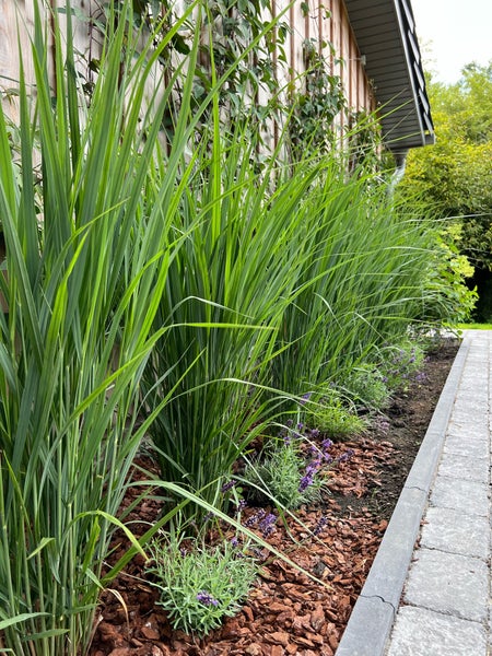 Rutenhirse - Panicum virgatum Northwind 3 Liter-Topf