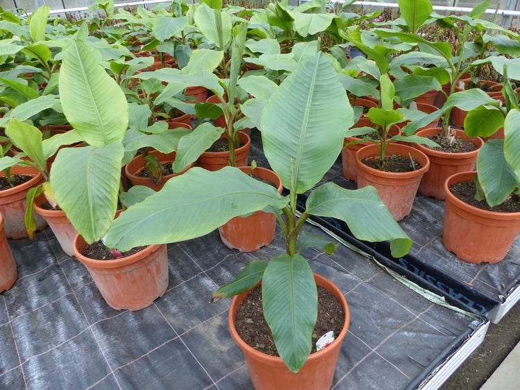 Mehrere Bananenpflanzen Musa in terrakottafarbenen Kunststofftöpfen in einem hellen Gewächshaus.