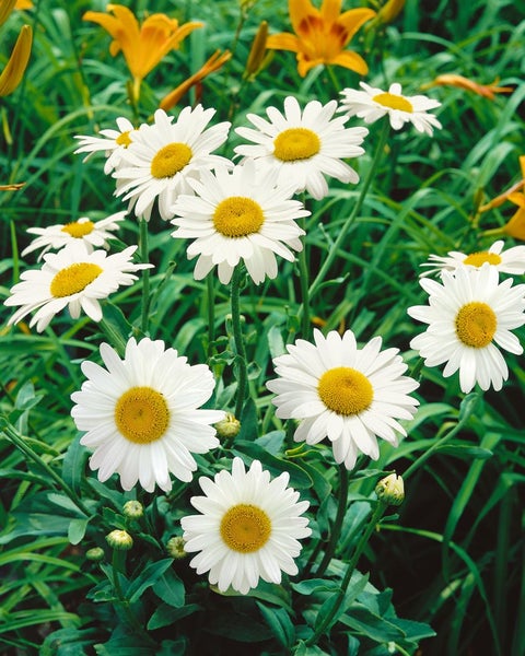 Leucanthemum x superbum 'Becky', Margerite, weiß, ca. 9x9 cm Topf