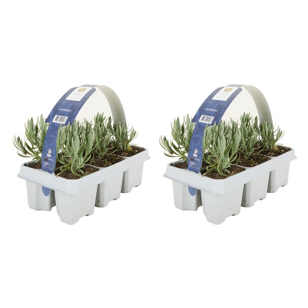 Lavendel Lavandula im 6er-Pack in einer Tragepalette.
