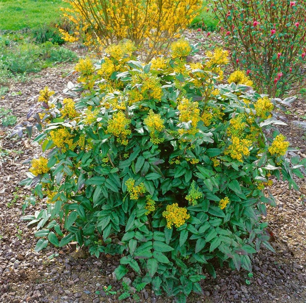 Blühende Mahonie im Gartenbeet