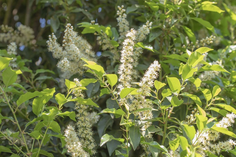 Prunus lusitanica 'Angustifolia', Portugiesischer Lorbeer, 40–60 cm