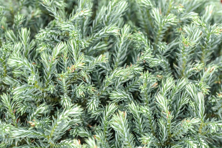 Chamaecyparis pisifera 'Blue Moon', Scheinzypresse, blau, 20–25 cm