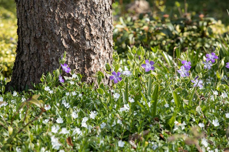 Vinca minor 'Alba', Immergrün, weiß, ca. 9x9 cm Topf