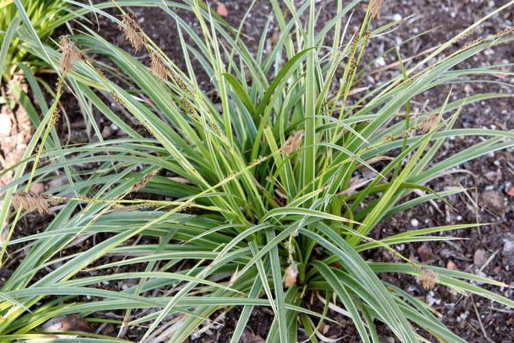 Ziergras mit schmalen Blättern im Gartenbeet