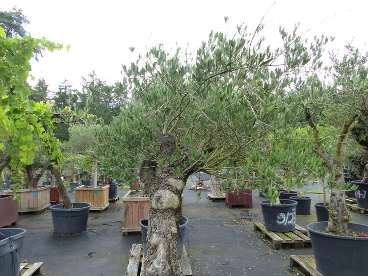 Großer Olivenbaum in einem Kunststoffkübel auf einer Verkaufsfläche in einer Gärtnerei.