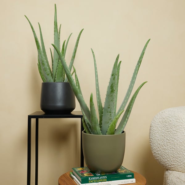 Zwei Aloe Vera Pflanzen in Töpfen auf einem Tisch und einem Ständer