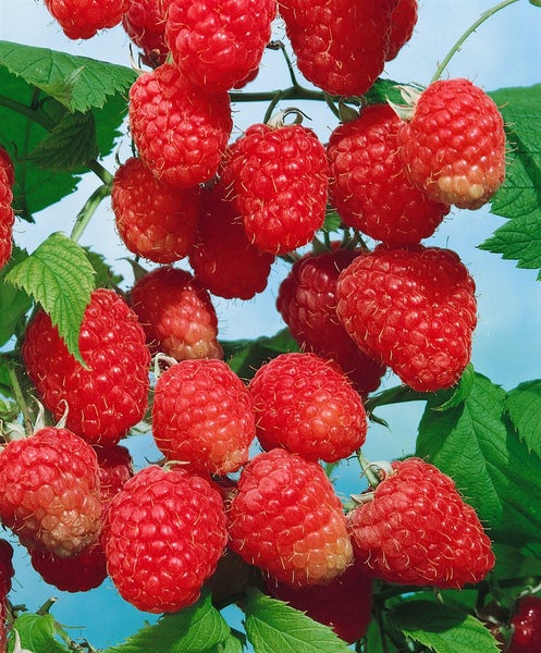 Rubus illecebrosus, Japanische Erdbeere, 30–40 cm