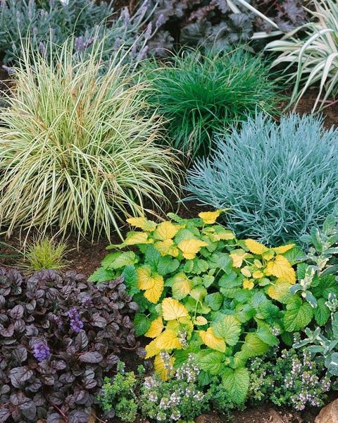Beet mit Ziergräsern und verschiedenen Pflanzen
