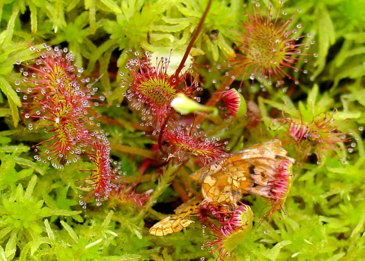 SAFLAX  - Rundblättriger Sonnentau - Drosera rotundifolia - 50 Samen - Mit keimfreiem Anzuchtsubstrat