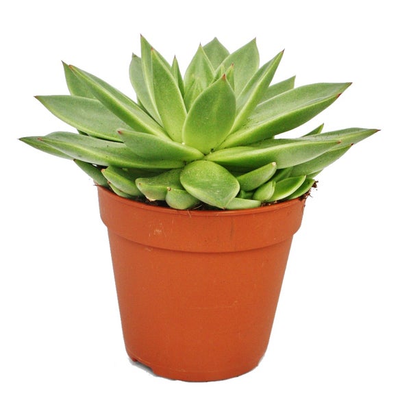 Echeveria agavoides - große Pflanze im 12cm Topf