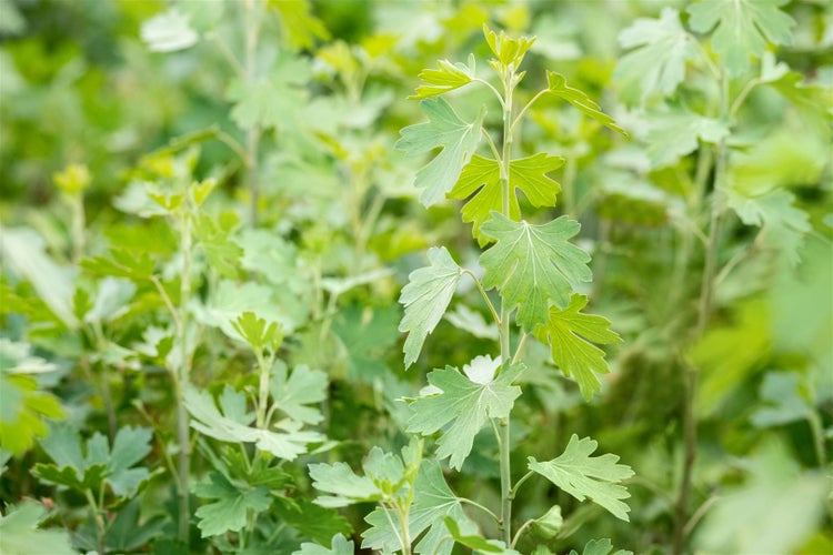 Nahaufnahme eines Beerenstrauchs mit grünen gelappten Blättern in einer hellen Gartenumgebung.
