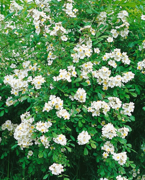 Rosa multiflora, Vielblütige Rose, 60–100 cm