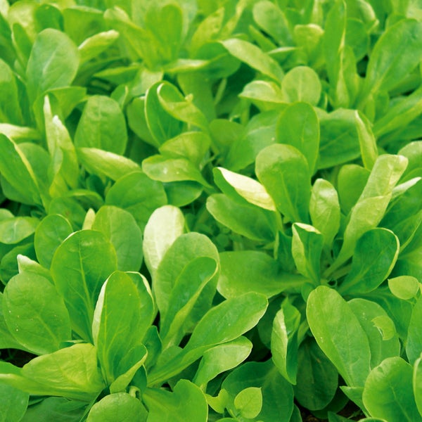 Nahaufnahme von frischem Feldsalat im Gartenbeet.