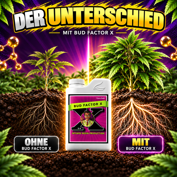 Werbebild fuer Bud Factor X Pflanzenduenger mit Vergleich der Wurzelbildung von Cannabispflanzen mit und ohne Anwendung des Produkts.
