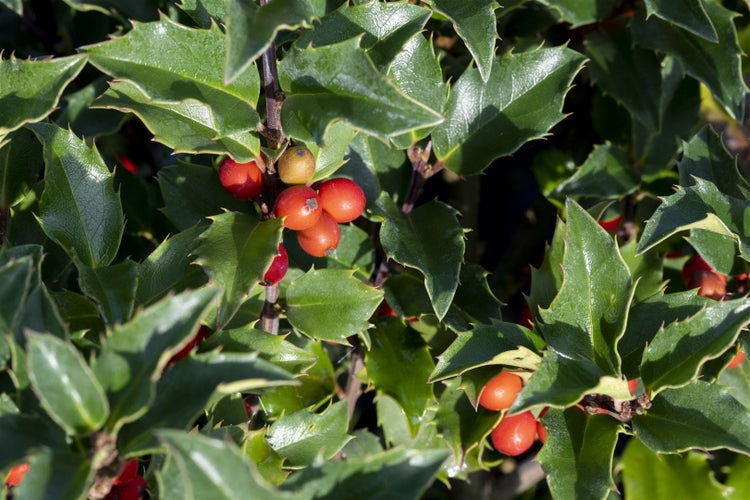 Ilex meserveae 'Heckenstar', Stechpalme, immergrün, 30–40 cm
