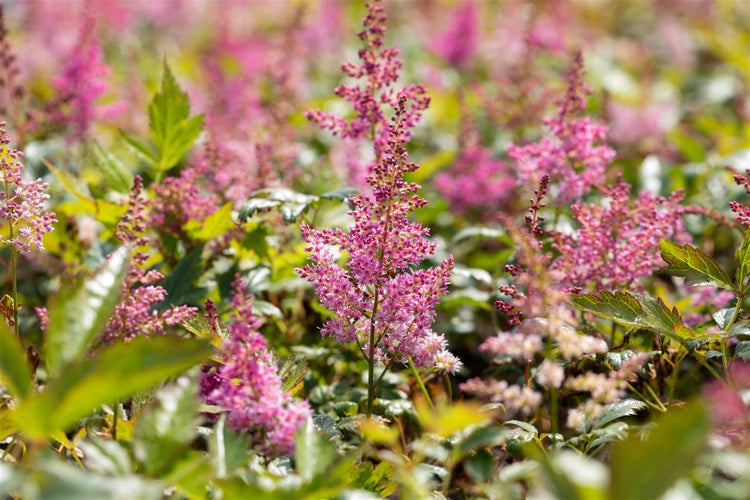 Astilbe japonica 'Mainz', Prachtspiere, rosa, ca. 9x9 cm Topf