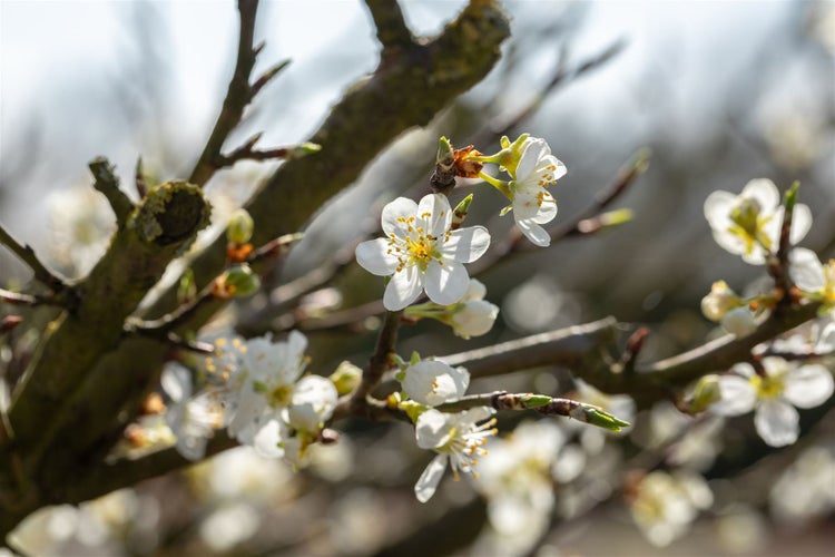 Prunus spinosa, Schlehdorn, 40–60 cm, dornig, heimisch