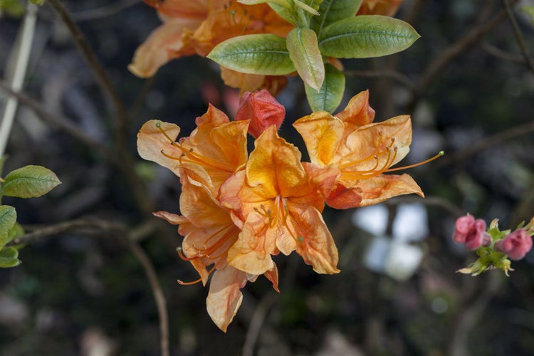 Rhododendron austrinum, gelb-orange Blüten, 40–50 cm