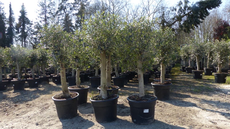 Olivenbaum 20J 180 - 220 cm St.20-30  + 20L Palme St.40 - 60 cm im Set, beste Qualität, winterhart, Trachycarpus Olive