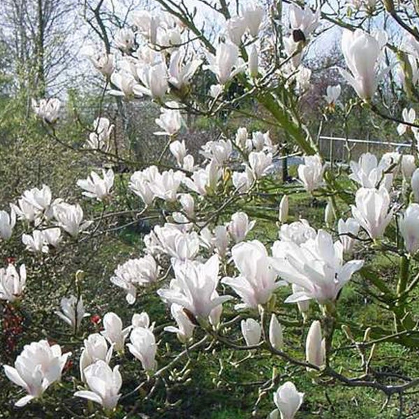 Magnolienbaum mit weißen Blüten