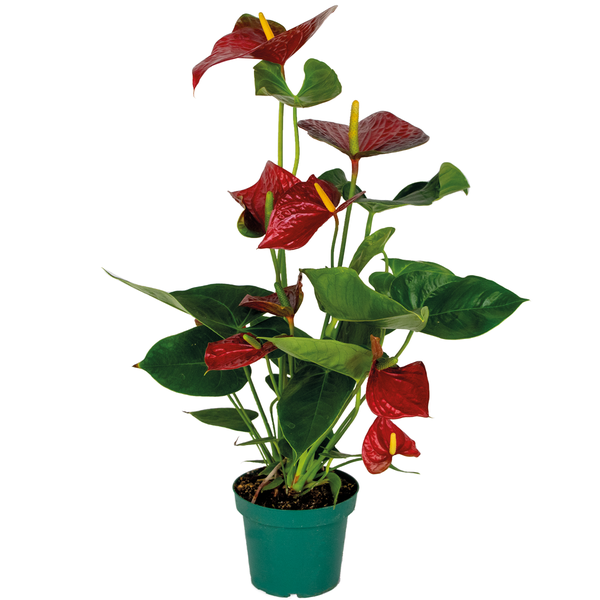 Anthurium 'Aristo' Rot - Flamingopflanze - Zimmerpflanze - Pflegeleicht - ⌀14 cm - ↕45-55 cm