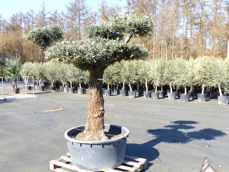 Olivenbaum Pon Pon 215 cm Bonsai Formgehölz, winterhart