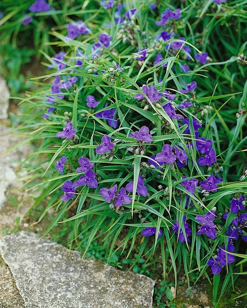 Tradescantia x andersoniana 'Bärbel', ca. 9x9 cm Topf, dekorativ