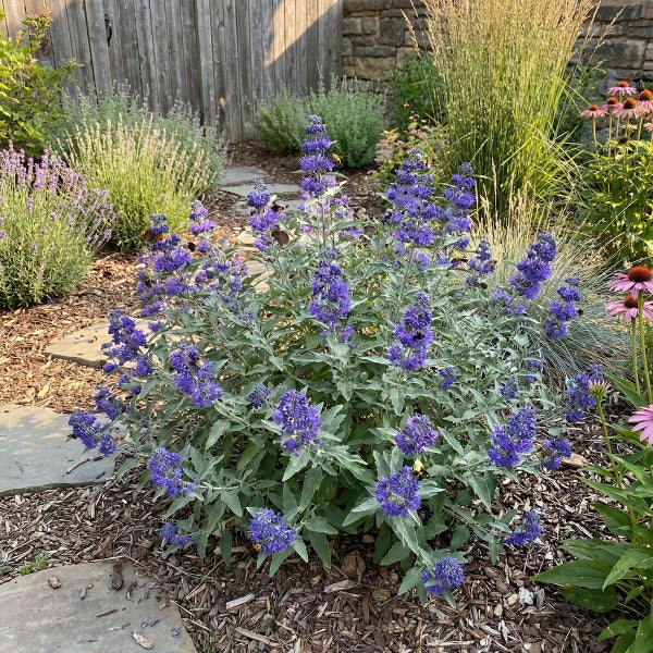 Bartblume Caryopteris blühend im Gartenbeet mit Rindenmulch, Steinweg, Gräsern und Sonnenhut im Hintergrund.