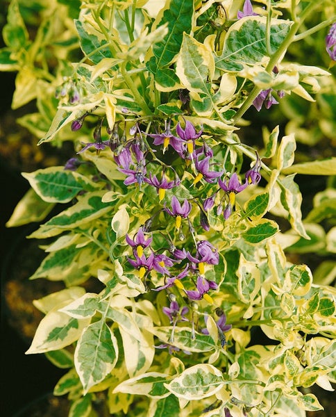 Solanum dulcamara, Bittersüßer Nachtschatten, ca. 11x11 cm Topf