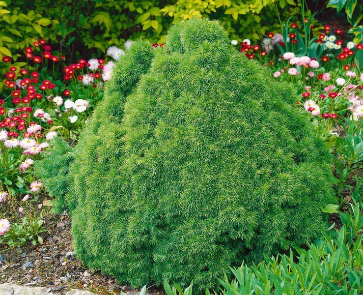 Kegelförmige Zwergfichte im Gartenbeet.