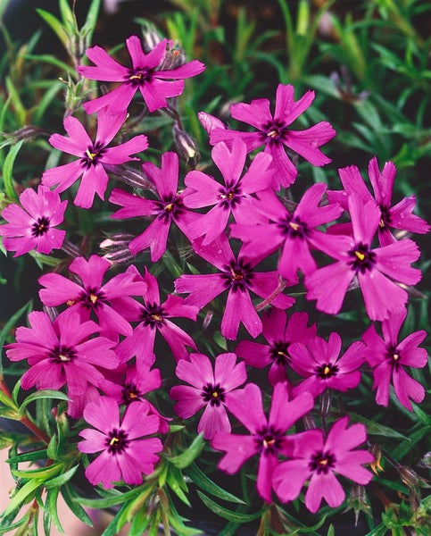 Phlox subulata 'Atropurpurea', Teppichphlox, purpurrot, ca. 9x9 cm Topf