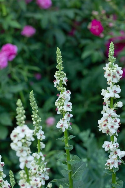 Verbascum nigrum 'Album', Königskerze, weiß, ca. 9x9 cm Topf