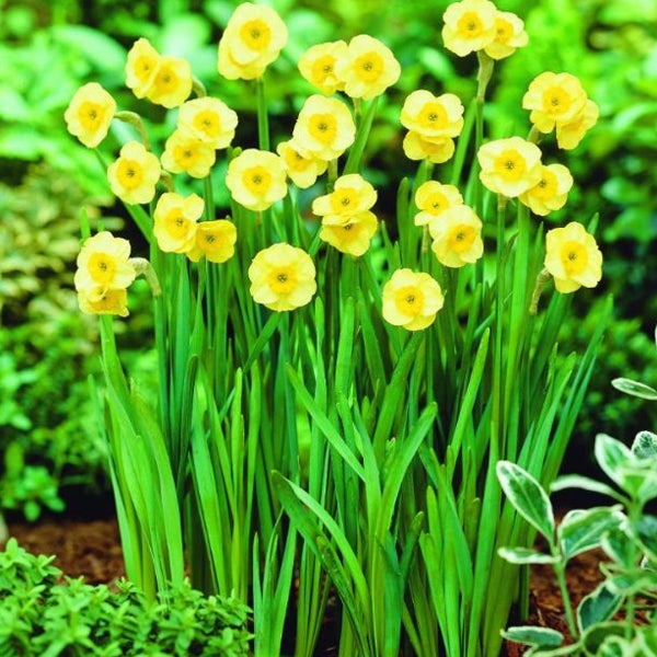 Gelbe Narzissen im Gartenbeet
