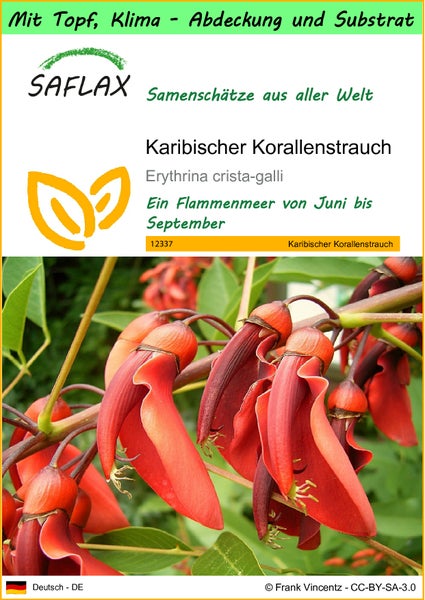 SAFLAX Garden to go - Karibischer Korallenstrauch - Erythrina crista-galli - 6 Samen - Mit Topf, Klima - Deckel und Anzuchtsubstrat