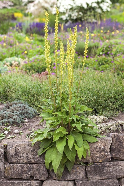 Verbascum nigrum, Schwarze Königskerze, gelb, ca. 9x9 cm Topf
